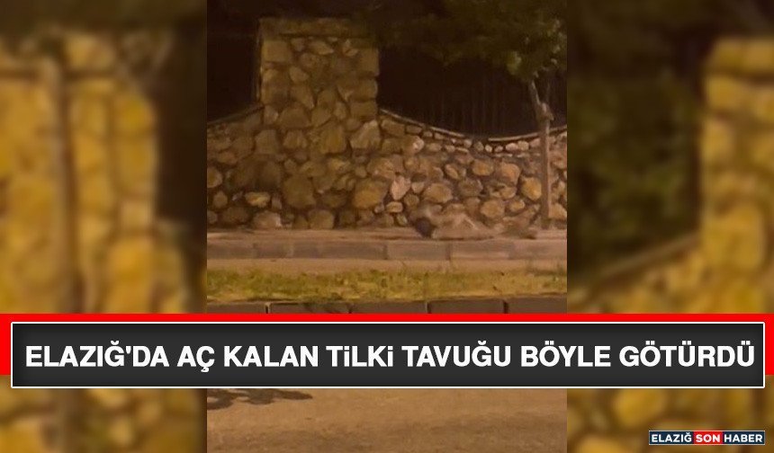 Elazığ'da Aç Kalan Tilki Tavuğu Böyle Götürdü