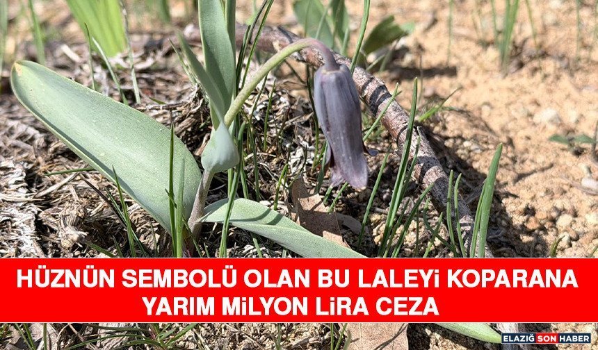 Hüznün Sembolü Olan Bu Laleyi Koparana Yarım Milyon Lira Ceza