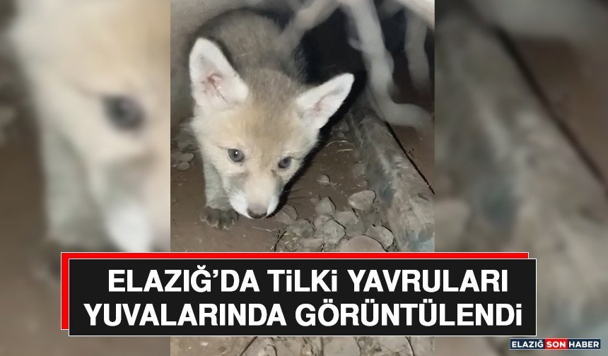 Elazığ’da Tilki Yavruları Yuvalarında Görüntülendi