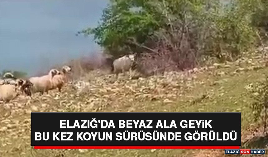 Elazığ'da Beyaz Ala Geyik Bu Kez Koyun Sürüsünde Görüldü