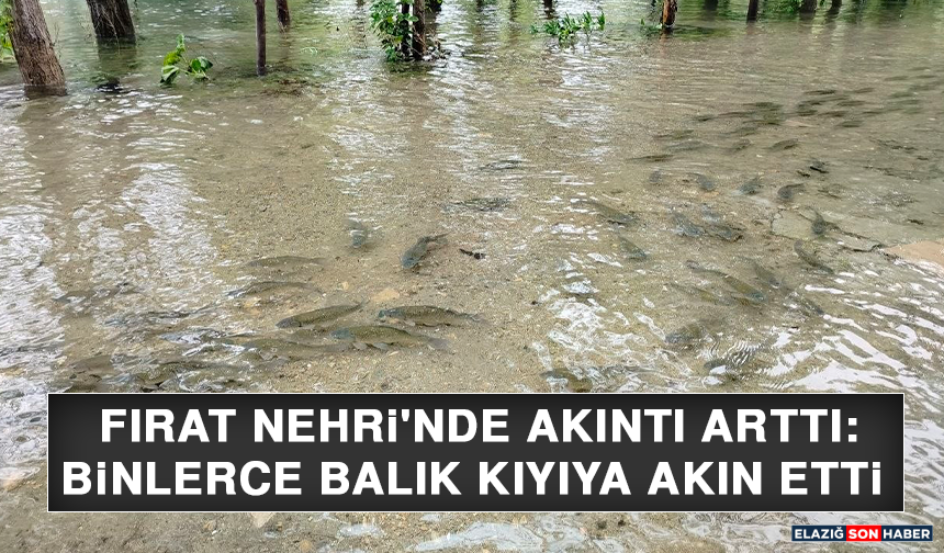 Fırat Nehri'nde Akıntı Arttı: Binlerce Balık Kıyıya Akın Etti