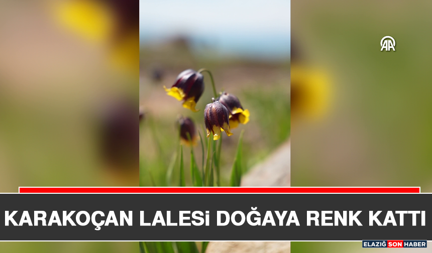 Karakoçan Lalesi Doğaya Renk Kattı
