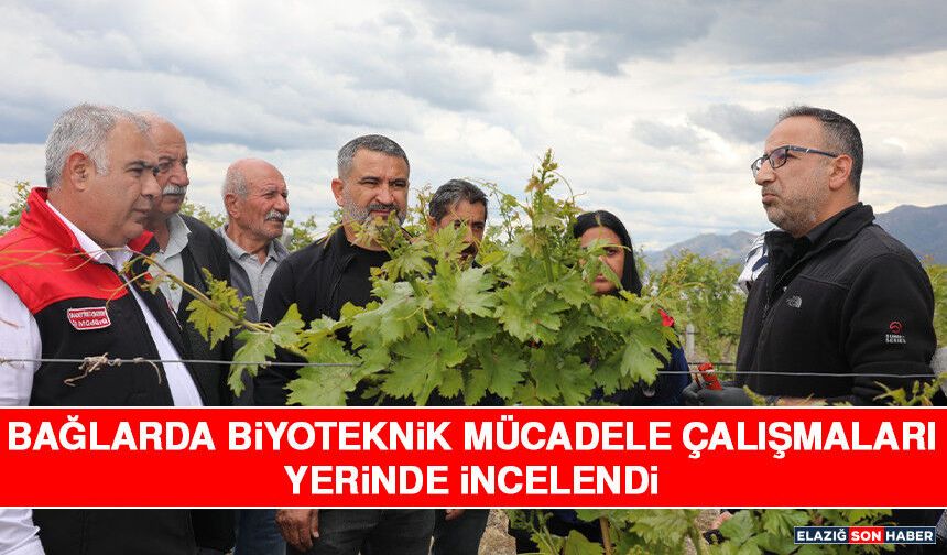 Bağlarda Biyoteknik Mücadele Çalışmaları Yerinde İncelendi