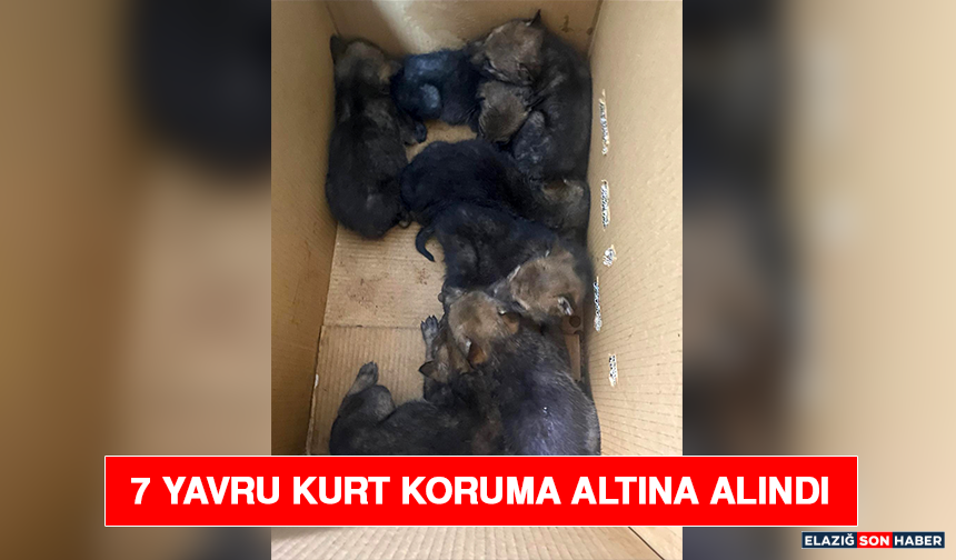 7 Yavru Kurt Koruma Altına Alındı
