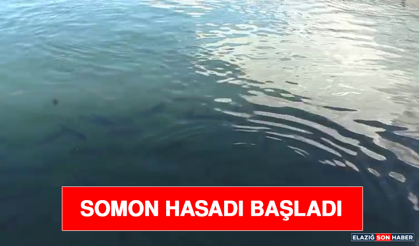 Somon Hasadı Başladı