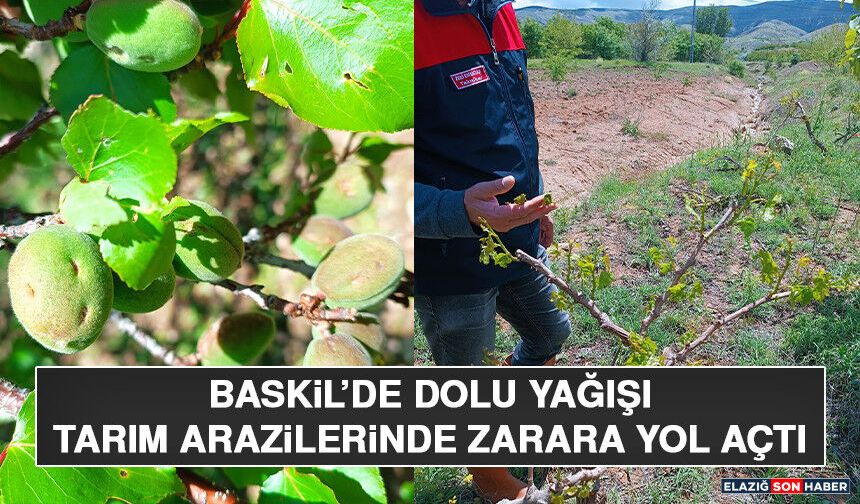 Baskil’de Dolu Yağışı Tarım Arazilerinde Zarara Yol Açtı