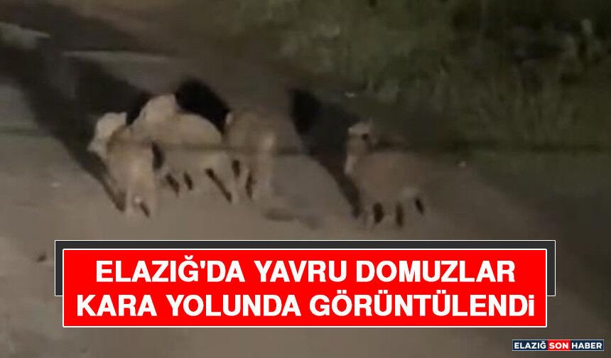 Elazığ'da Yavru Domuzlar Kara Yolunda Görüntülendi