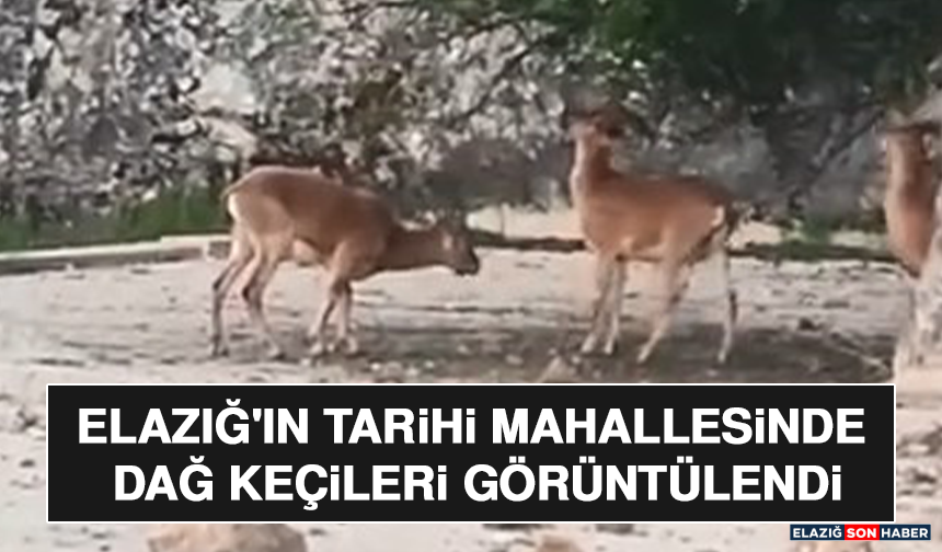 Elazığ'ın Tarihi Mahallesinde Dağ Keçileri Görüntülendi