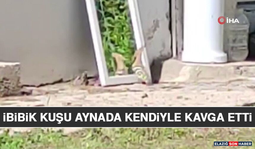 İbibik Kuşu Aynada Kendiyle Kavga Etti
