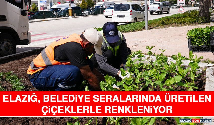 Elazığ, Belediye Seralarında Üretilen Çiçeklerle Renkleniyor.