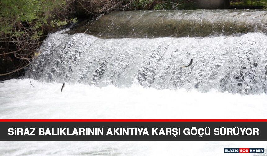 Siraz Balıklarının Akıntıya Karşı Göçü Sürüyor