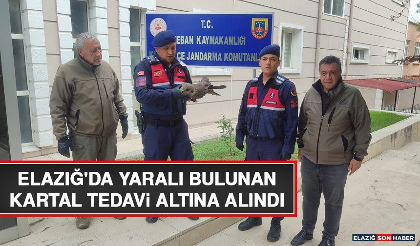 Elazığ'da Yaralı Bulunan Kartal Tedavi Altına Alındı