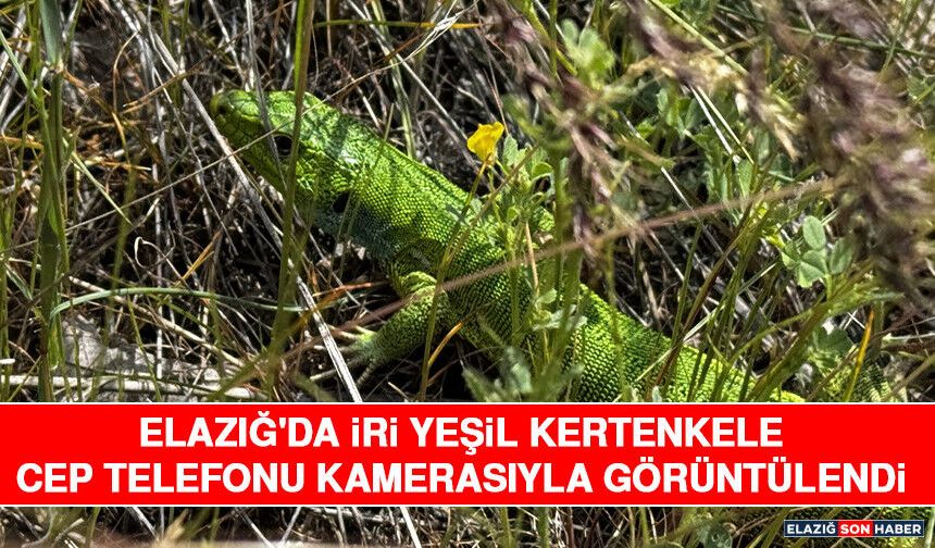 Elazığ'da İri Yeşil Kertenkele Cep Telefonu Kamerasıyla Görüntülendi