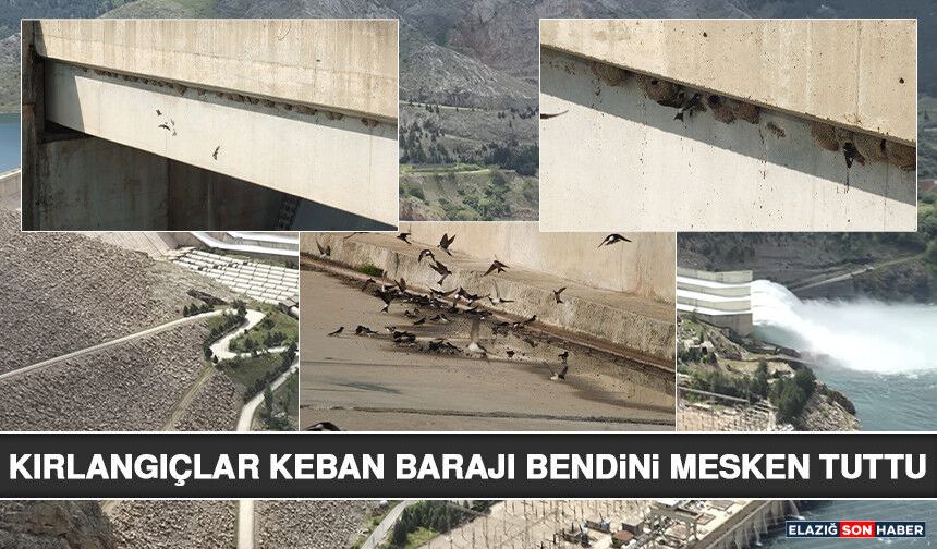 Kırlangıçlar Keban Barajı Bendini Mesken Tuttu