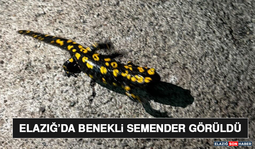 Elazığ’da Benekli Semender Görüldü