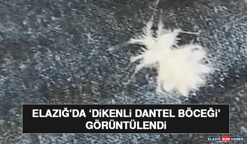 Elazığ'da ‘Dikenli Dantel Böceği' Görüntülendi