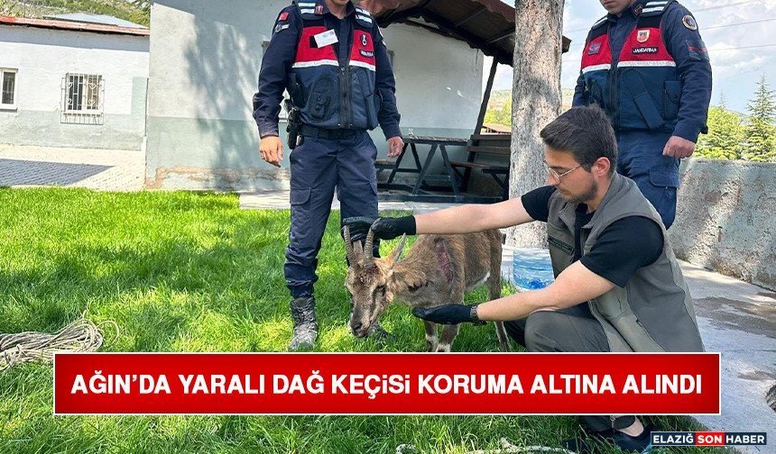 Ağın’da Yaralı Dağ Keçisi Koruma Altına Alındı