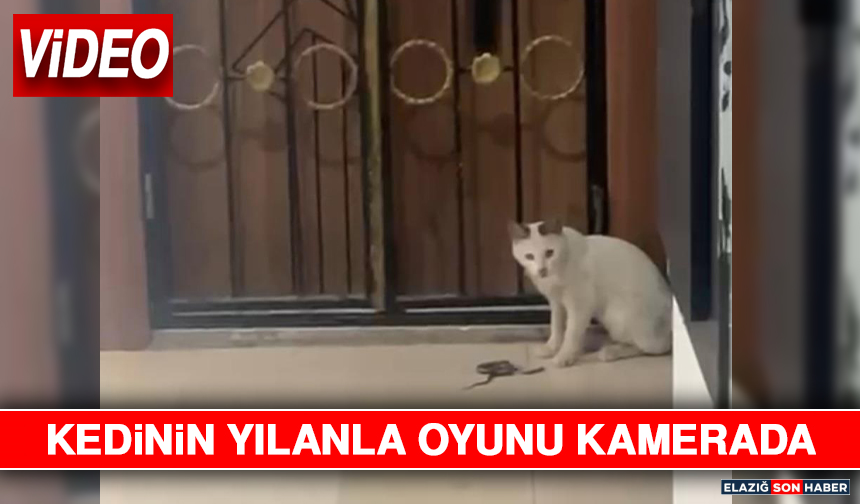 Kedinin Yılanla Oyunu Kamerada