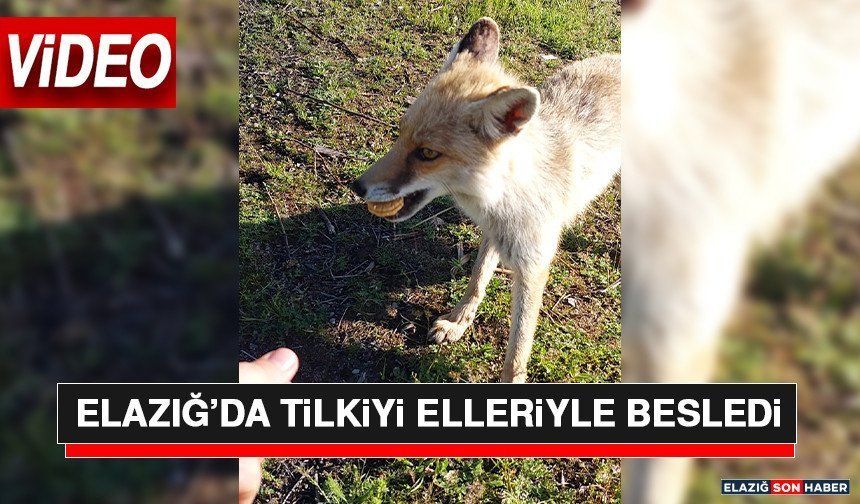Elazığ’da Tilkiyi Elleriyle Besledi