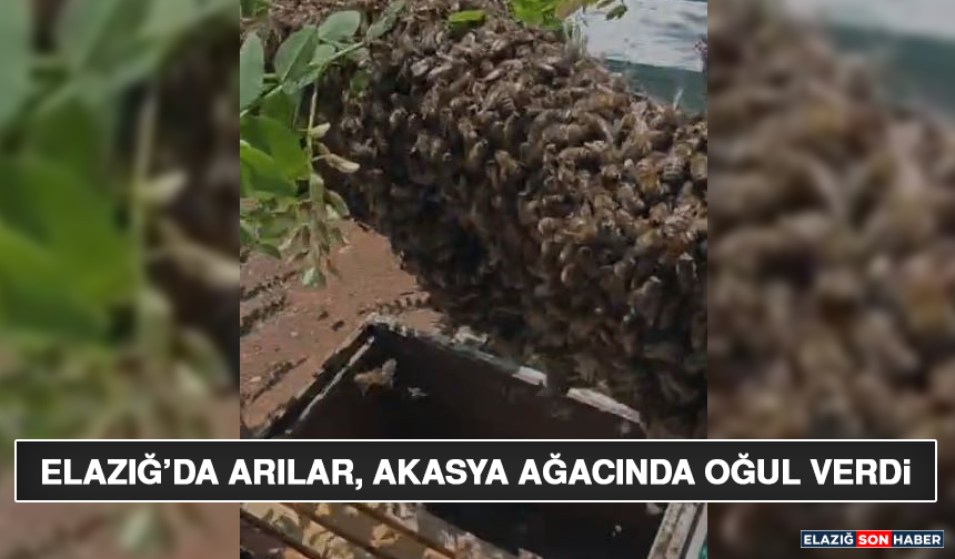 Elazığ’da Arılar, Akasya Ağacında Oğul Verdi