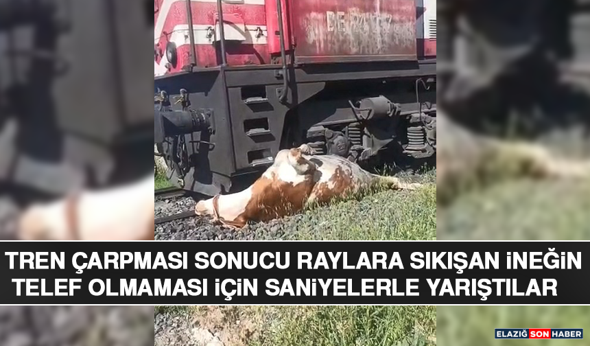 Tren Çarpması Sonucu Raylara Sıkışan İneğin Telef Olmaması İçin Saniyelerle Yarıştılar