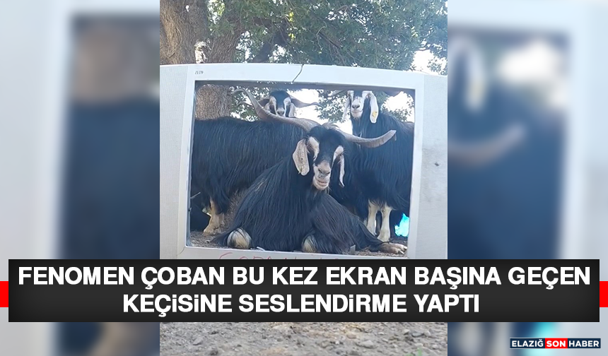 Fenomen Çoban Bu Kez Ekran Başına Geçen Keçisine Seslendirme Yaptı