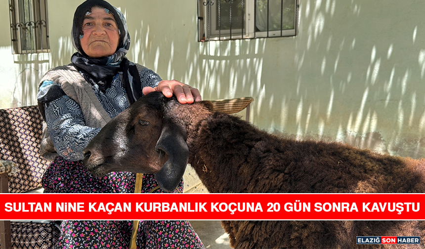 Sultan Nine Kaçan Kurbanlık Koçuna 20 Gün Sonra Kavuştu