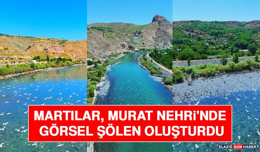 Martılar, Murat Nehri'nde Görsel Şölen Oluşturdu