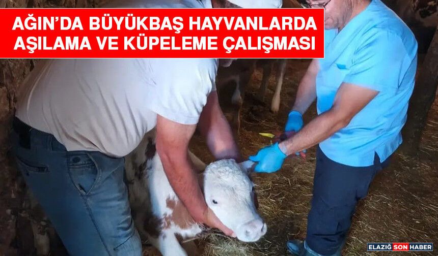 Ağın’da Büyükbaş Hayvanlarda Aşılama Ve Küpeleme Çalışması