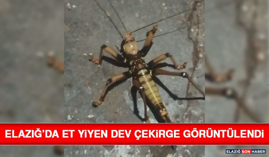 Elazığ’da Et Yiyen Dev Çekirge Görüntülendi