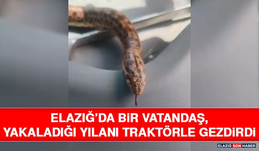 Elazığ’da Bir Vatandaş, Yakaladığı Yılanı Traktörle Gezdirdi