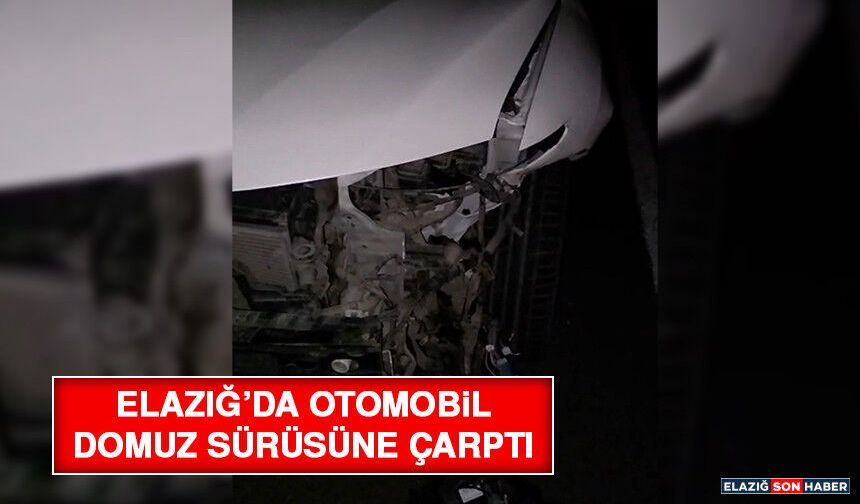 Elazığ’da Otomobil Domuz Sürüsüne Çarptı