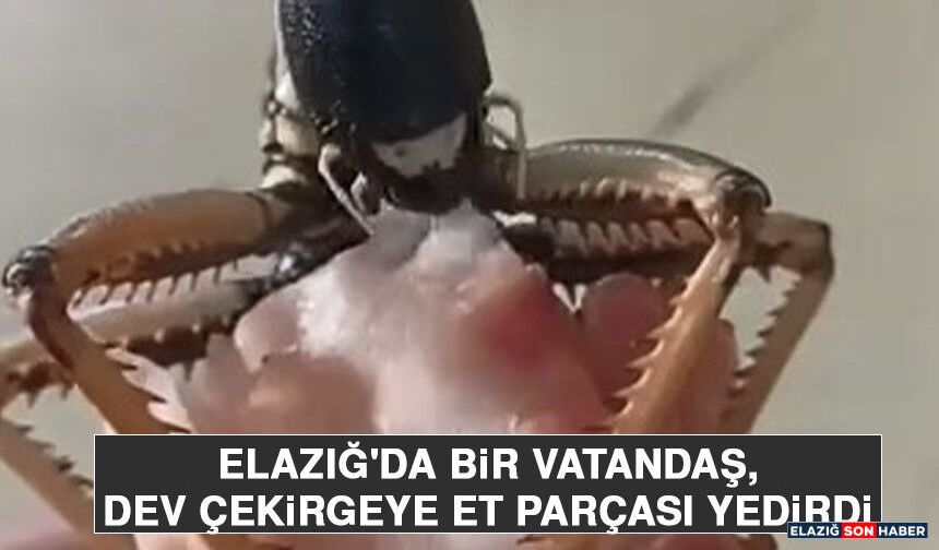 Elazığ'da Bir Vatandaş, Dev Çekirgeye Et Parçası Yedirdi