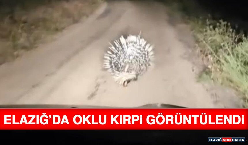 Elazığ’da Oklu Kirpi Görüntülendi