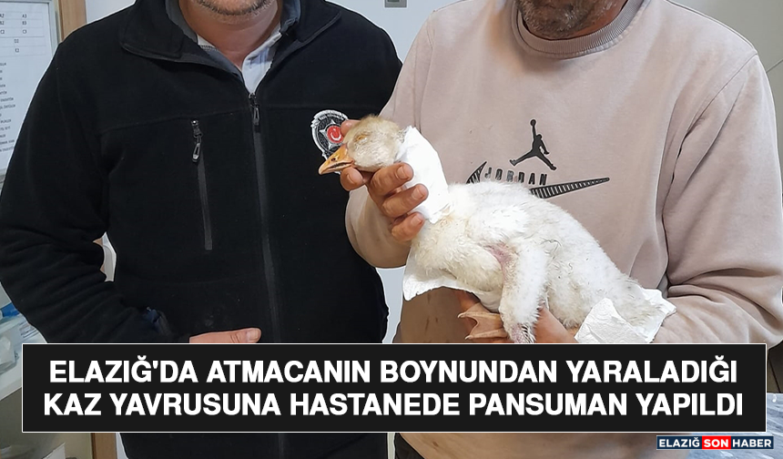 Elazığ'da Atmacanın Boynundan Yaraladığı Kaz Yavrusuna Hastanede Pansuman Yapıldı