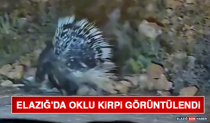 Elazığ'da Oklu Kirpi Görüntülendi