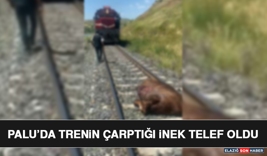 Palu’da Trenin Çarptığı İnek Telef Oldu