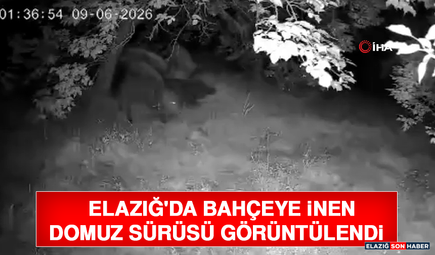 Elazığ'da Bahçeye İnen Domuz Sürüsü Görüntülendi