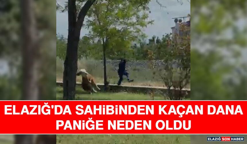 Elazığ'da Sahibinden Kaçan Dana Paniğe Neden Oldu