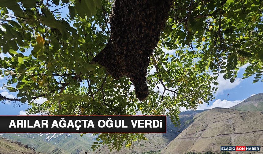 Arılar Ağaçta Oğul Verdi