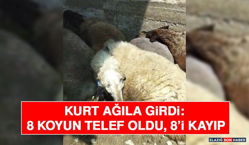 Kurt Ağıla Girdi: 8 Koyun Telef Oldu, 8’i Kayıp