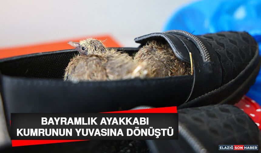 Bayramlık Ayakkabı Kumrunun Yuvasına Dönüştü
