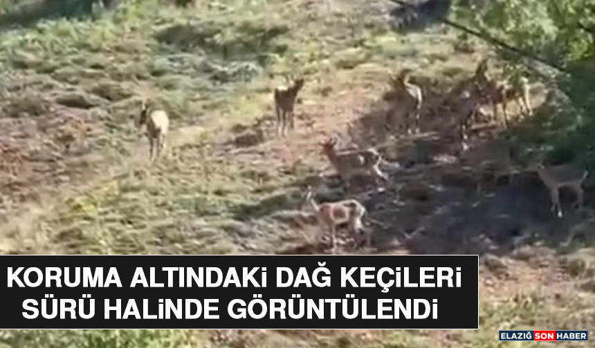 Koruma Altındaki Dağ Keçileri Sürü Halinde Görüntülendi