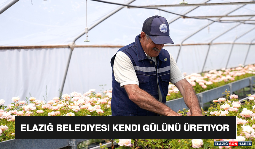 Elazığ Belediyesi Kendi Gülünü Üretiyor