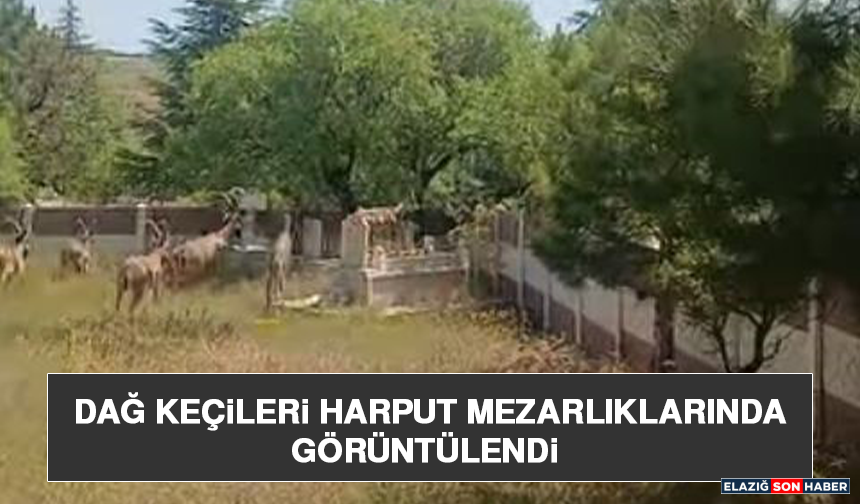 Dağ Keçileri Harput Mezarlıklarında Görüntülendi