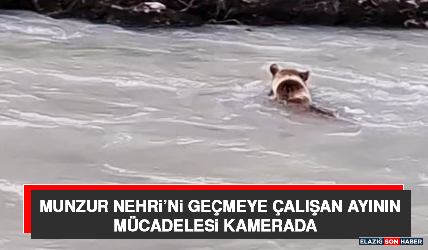 Munzur Nehri’ni Geçmeye Çalışan Ayının Mücadelesi Kamerada