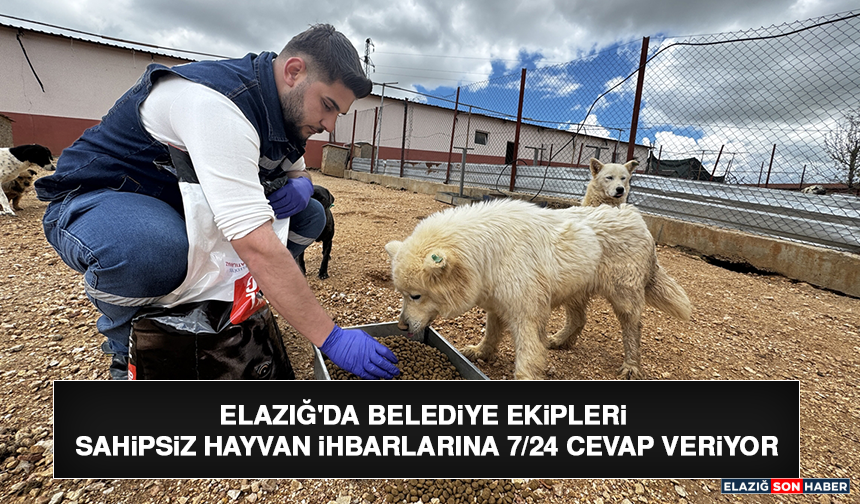 Elazığ'da Belediye Ekipleri Sahipsiz Hayvan İhbarlarına 7/24 Cevap Veriyor