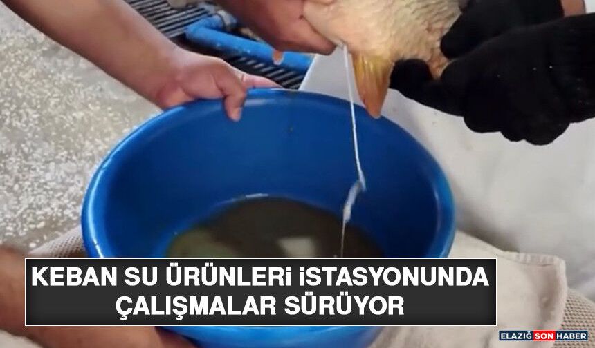 Keban Su Ürünleri İstasyonunda Çalışmalar Sürüyor