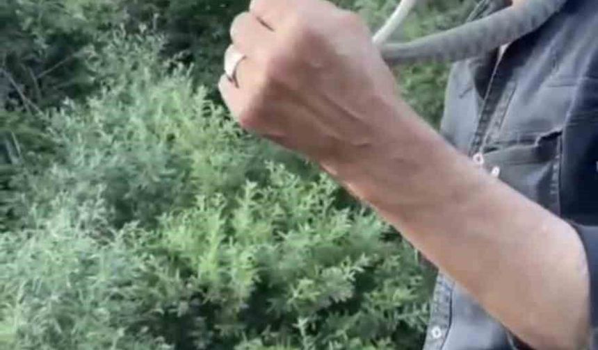 Zehirli engerek yılanını yakalayıp boynuna doladı: 'Benim yaptığımı yapmayın'