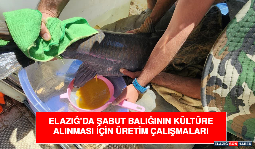 Elazığ’da şabut balığının kültüre alınması için üretim çalışmaları